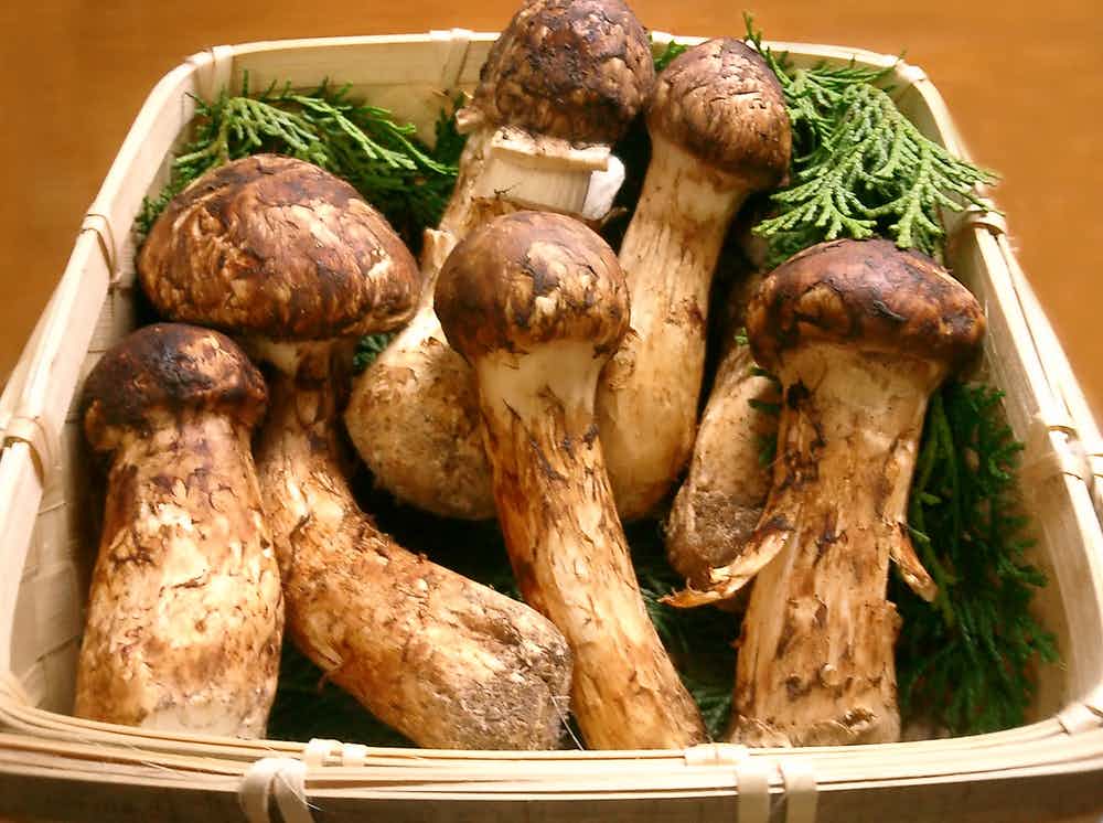 Grzyby Mattake i Matsutake