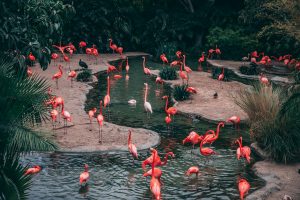 zoo w europie, najlepsze zo